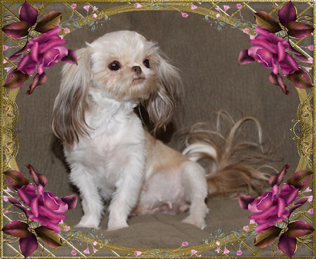 Cinnamon - Liver & White, Chocolate factor - Chinese Imperial Shih Tzu tiny puppies for sale